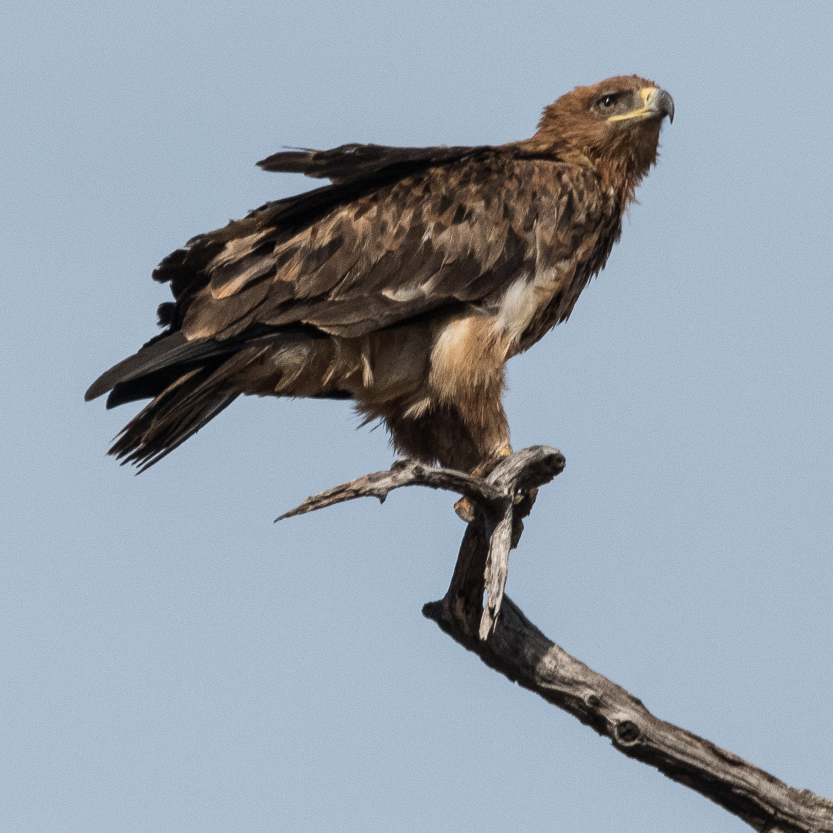 Aigle ravisseur (Tawny eagle, Aquila rapax), probable femelle adulte, Chobe National Park, Botswana-6279                                                                                                     